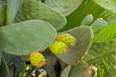 Close up view of a prickly pear cactus or Opuntia cactus fruit clipart