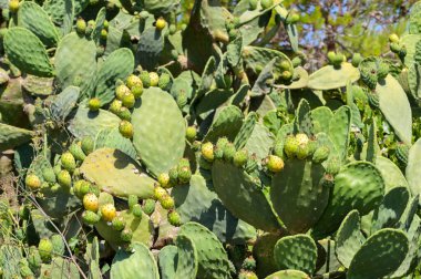 Dikenli armut kaktüsü veya Opuntia kaktüsü.