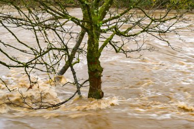 Tree standing in fast flowing water wth motion blur after a river flooded due to heavy rain from Storm Bert. No people. clipart