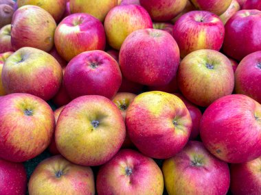 Büyük taze elmaların yakın görüntüsü.