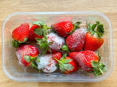 Yüzeyinde küf büyüyen çilek topağının yakın görüntüsü. Tarih kavramına göre kullan.