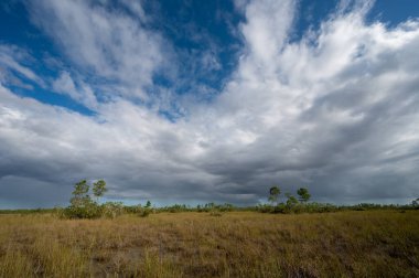 Güneşli bir sonbahar sabahı Florida 'daki Everglades Ulusal Parkı' ndaki çayırlarda fırtına bulutları.