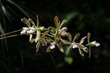 Kelebek Orkidesi - Encyclia tampensis - Fakahatchee Strand State Preserve, Florida 'da çiçek açtı.