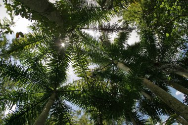 Royal Palms Standı - Roystonea oleracea - Fakahatchee Eyalet Koruması, Florida.