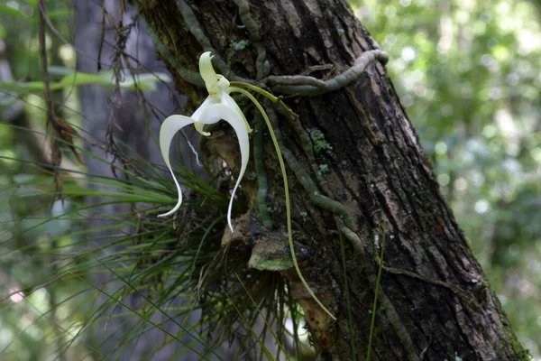 Orchidea Duchów Dendrophylax Lindenii Rezerwacie Stanowym Fakahatchee Strand Floryda Rozkwicie — Zdjęcie stockowe