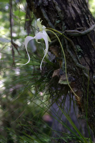 Geisterorchidee Dendrophylax Lindenii Fakahatchee Strand State Preserve Florida Voller Blüte — Stockfoto