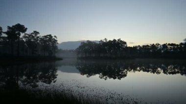 Florida, Everglades Ulusal Parkı 'nda şafak vakti sisli bir havada hareket var..