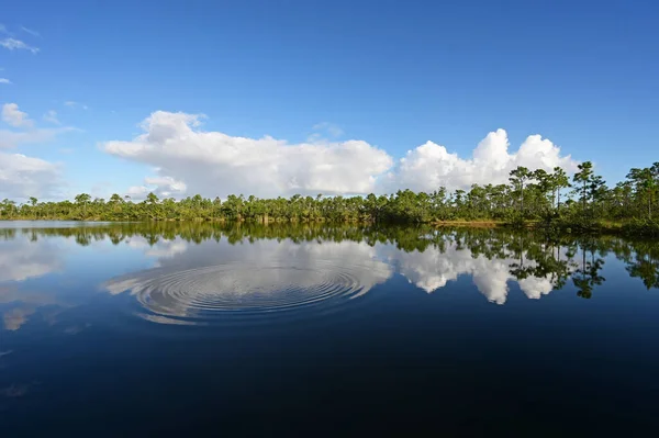 Krásná Podzimní Oblačnost Nad Jezerem Pine Glades Národním Parku Everglades — Stock fotografie