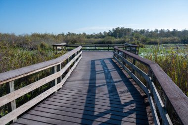 Everglades Ulusal Parkı 'ndaki Anhinga patikası. Güneşli bir sabahta, talaş ve nilüferlerin üzerinde..