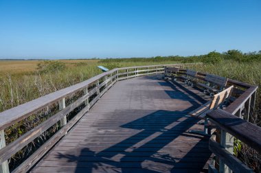 Everglades Ulusal Parkı 'ndaki Anhinga patikası. Güneşli bir sabahta, talaş ve nilüferlerin üzerinde..