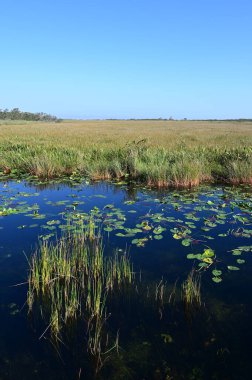 Anhinga Patikası boyunca uzanan su bitkileri ve açık güneşli kış sabahında arka planda talaş çayırları..