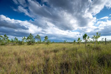 Güneşli bir öğleden sonra Florida, Everglades Ulusal Parkı 'ndaki çayırların ve çayırların üzerinde sonbahar bulutları....