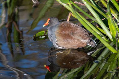 Common Moorhen - Gallinula chloropus - in Green Cay Nature Center Wetlands in Boynton Beach, Florida.,