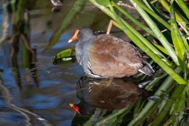 Common Moorhen - Gallinula chloropus - in Green Cay Nature Center Wetlands in Boynton Beach, Florida., clipart