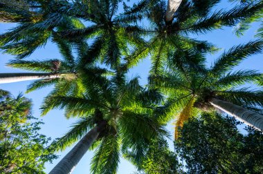 Canopy of Royal Palm - Roystonea regia - fronds in clear early morning light in Green Cay Nature Center and Wetlands in Boynton Beach, Florida..