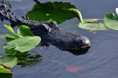 American Alligator - Alligator mississippiensis - amidst lily pads in pond in Everglades National Park, Florida.