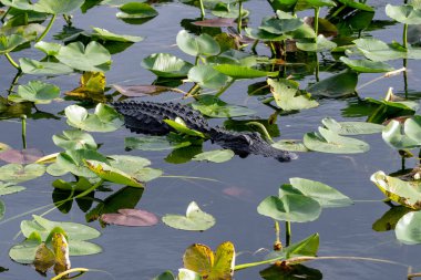 American Alligator - Alligator mississippiensis - amidst lily pads in pond in Everglades National Park, Florida.
