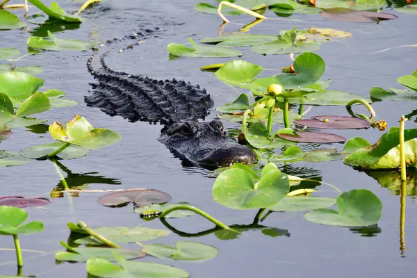 American Alligator - Alligator mississippiensis - amidst lily pads in pond in Everglades National Park, Florida.