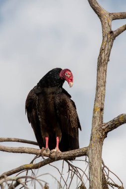 Turkey Vulture - Cathartes aura - perched in Cypress Tree in Everglades National Park displaying nictitating membrane..