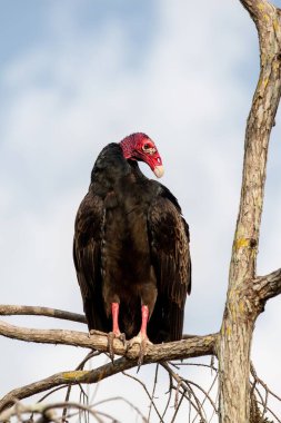 Turkey Vulture - Cathartes aura - perched in Cypress Tree in Everglades National Park..
