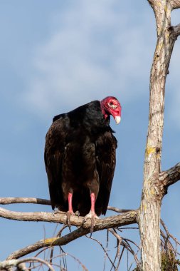 Turkey Vulture - Cathartes aura - perched in Cypress Tree in Everglades National Park..
