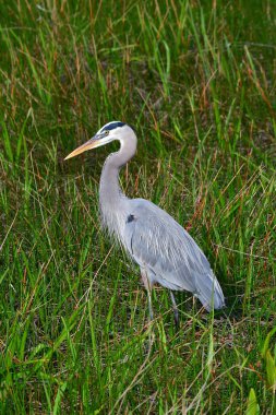 Great Blue Heron - Ardea herodias - amidst grasses in Everglades National Park, Florida.