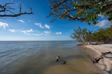 Florida, Everglades Ulusal Parkı 'ndaki Middle Cape Sable ve Gulf of Mexico plajlarında güneşli bir şubat günü.