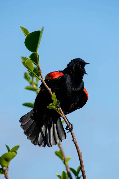 Pájaro Negro Alado Rojo Macho Adulto Agelaius Phoeniceus Encaramado Rama —  Fotos de Stock