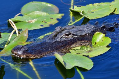 Amerikan Timsahı - Timsah Missippiensis - Everglades Ulusal Parkı, Florida 'da zambakların arasında.