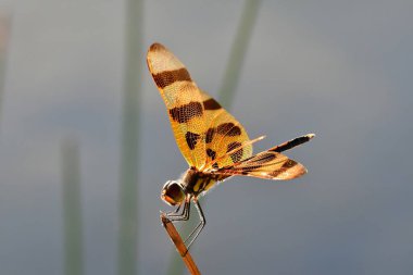 Cadılar Bayramı Pennant yusufçuğu - Celithemis eponina - Everglades Ulusal Parkı, Florida 'da sazlığa tünedi..