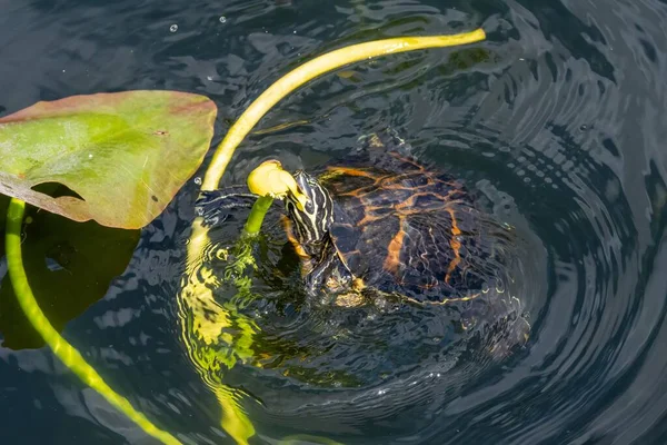 Florida Redbelly Turtle Pseudemys Nelsoni Comendo Lírio Água Anhinga Trail — Fotografia de Stock