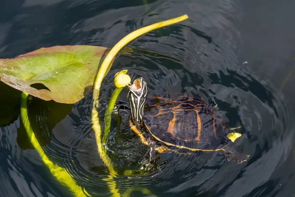 Florida Redbelly Turtle - Pseudemys Nelson - Florida Everglades Ulusal Parkı 'ndaki Anhinga Patikası' nda nilüfer çiçeği yiyor..