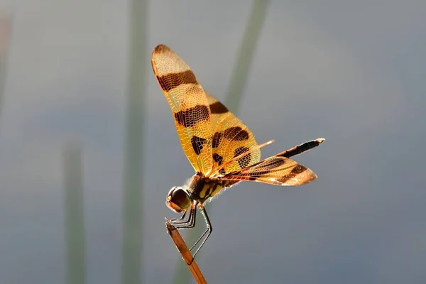 Вымпел Halloween Pennant Dragonfly Celithemis Eponina Сел Тростник Национальном Парке — стоковое фото