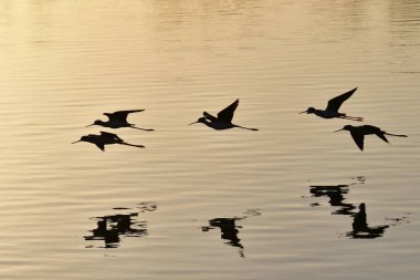 Siyah boyunlu ayaklıklar - Himantopus mexicanus - Everglades Ulusal Parkı 'ndaki Pine Glades Gölü üzerinde alçaktan uçuyor..