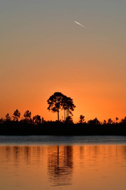 Florida, Everglades Ulusal Parkı 'ndaki Pine Glades Gölü' nün çam ağaçları arasında renkli turuncu günbatımı.