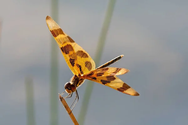 stock image Halloween Pennant dragonfly - Celithemis eponina - perched on reed in Everglades National Park, Florida.