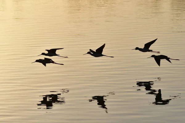 Schwarzhalsstelzen Himantopus Mexicanus Fliegen Tief Über Den Pine Glades Lake — Stockfoto