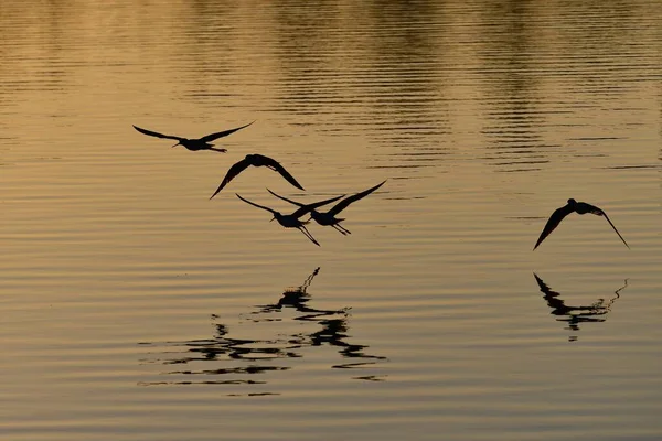 Stilts Retroiluminados Cuello Negro Himantopus Mexicanus Volando Bajo Sobre Lago —  Fotos de Stock