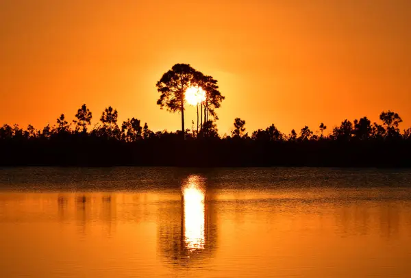 Farbenfroher Orangefarbener Sonnenuntergang Inmitten Von Pinienbäumen Pine Glades Lake Everglades — Stockfoto