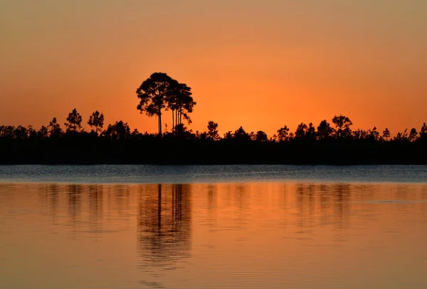 Farbenfroher Orangefarbener Sonnenuntergang Inmitten Von Pinienbäumen Pine Glades Lake Everglades — Stockfoto
