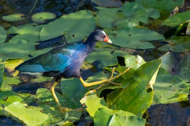 Mor Gallinule - Porphyrio martinicus - Spatterdock - Nuphar lutea - Everglades Ulusal Parkı, Florida.