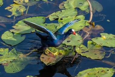 Mor Gallinule - Porphyrio martinicus - Spatterdock - Nuphar lutea - Everglades Ulusal Parkı, Florida.