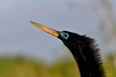 Everglades Ulusal Parkı, Florida 'daki Anhinga Patikası' nda üreme renklerinde erkek Anhinga-Anhinga portresi.
