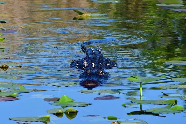 American Alligator Alligator Mississippiensis Nadando Meio Lírios Aquáticos Anhinga Trail — Fotografia de Stock