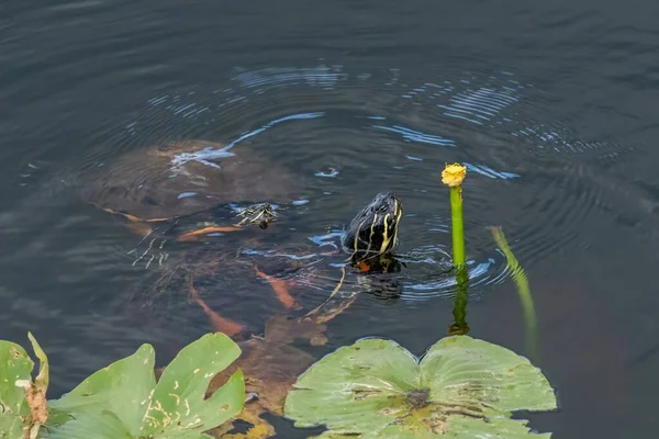 Florida Redbelly Turtles Pseudemys Nelsoni Comendo Lírio Água Anhinga Trail — Fotografia de Stock