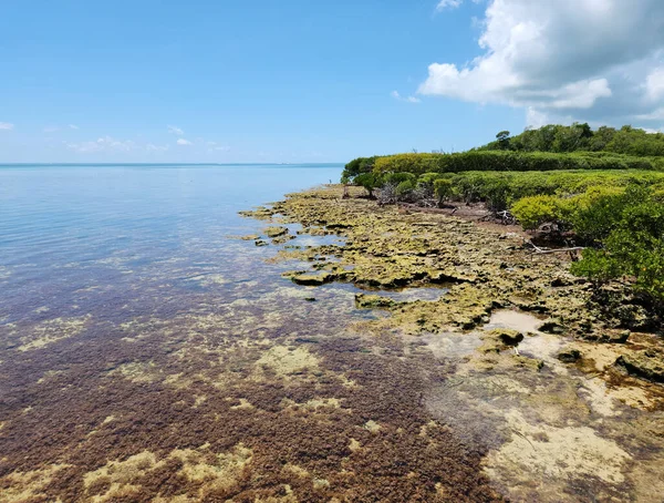 Coral Rock Mangrowe Wybrzeża Tavernier Key Floryda Spokojne Słoneczne Popołudnie — Zdjęcie stockowe