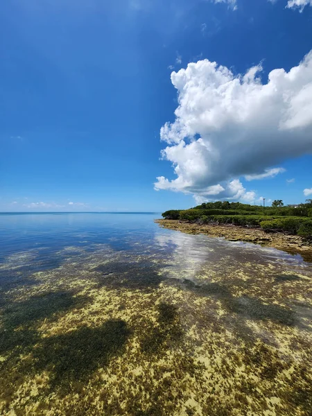 Coral Rock Mangrowe Wybrzeża Tavernier Key Floryda Spokojne Słoneczne Popołudnie — Zdjęcie stockowe