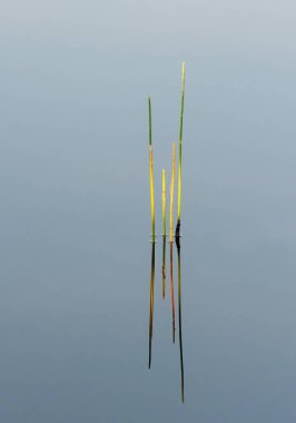 Reeds in soft morning light reflected in calm water of Florida wetlands in Green Cay Nature Center in Boynton Beach. clipart
