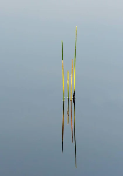 Reeds Soft Morning Light Reflected Calm Water Florida Wetlands Green — Stock Photo, Image