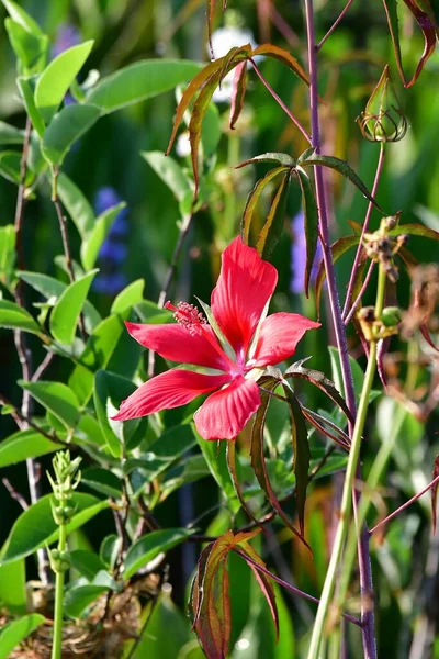 Hibiscus Écarlate Hibiscus Coccineus Fleurissant Dans Les Zones Humides Green — Photo